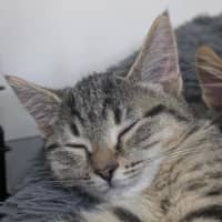 Photo of 🥜 Norton 6893 🥜