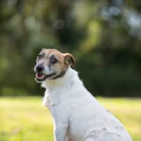 Photo of Josie