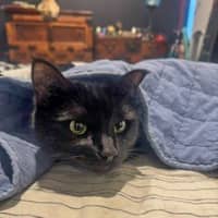 Photo of Boo