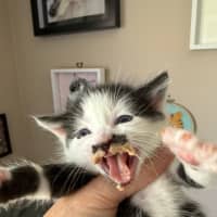 Photo of Flirt Meet Me At Petstock Chelsea