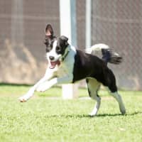 Photo of Petal