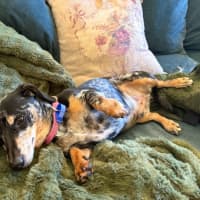 Photo of Dusty   7 Year Old Dachshund X