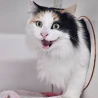 Photo of Angel
