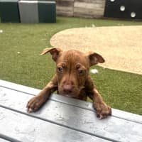Photo of Radish (Now Opal)