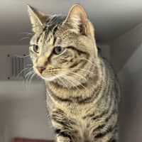 Photo of Chip