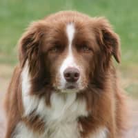 Photo of Beau