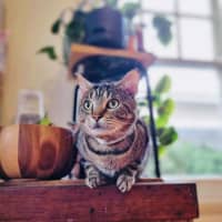 Photo of Dunkin'   Located In Coburg