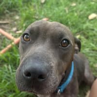 Photo of Luna