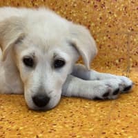 Photo of Blu