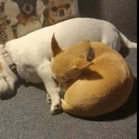 Photo of Chicko And Buddy