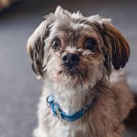 Photo of Teddy 