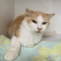Photo of Poppy