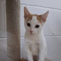 Photo of Chester