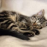 Photo of Fritz