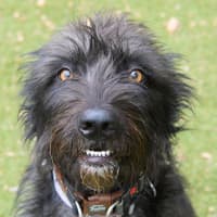 Photo of Hairy Maclary