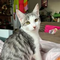 Photo of Annie