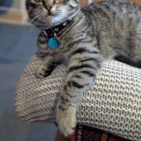 Photo of Violet
