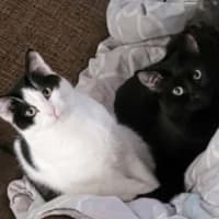 Photo of Mooey & Blackie