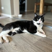 Photo of Batman