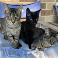 Photo of Felix And Forrest