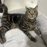 Photo of Kai   Located In Ashburton