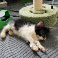 Photo of Echo