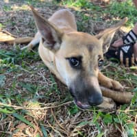 Photo of Humphrey (Nugget)