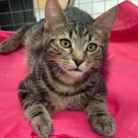 Photo of Angelo ** 2nd Chance Cat Rescue**