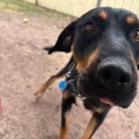 Photo of Honeysuckle