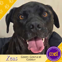 Photo of Zeus