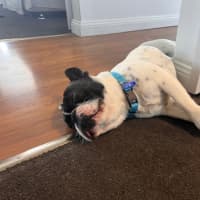 Photo of Frankie   2 Year Old French Bulldog