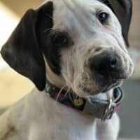 Photo of Hoosegow
