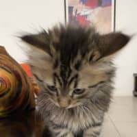 Photo of Nini