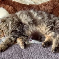 Photo of Jax