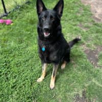 Photo of Koda