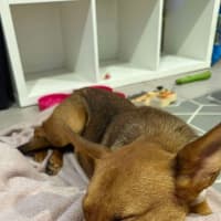 Photo of Daisy