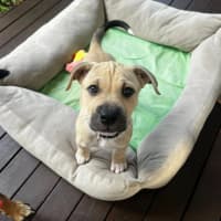 Photo of Dune Dennis