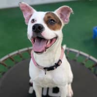 Photo of Diva