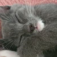 Photo of Quill