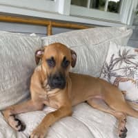 Photo of Ellie   6 Month Old Great Dane X Ridgeback