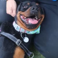 Photo of Nala