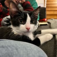 Photo of Oberon