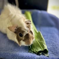 Photo of Cracker