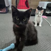 Photo of Grumple Puss