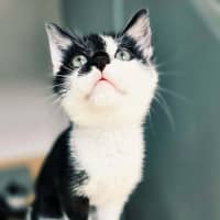 Photo of De Walt   In Foster Care In Northcote