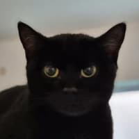 Photo of Bat 