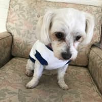 Photo of Pear & Coco   1.5 Year Old Maltese X Shih Tzu