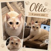 Photo of Ollie