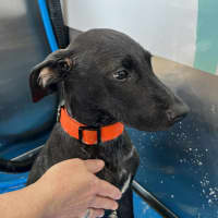 Photo of Dottie