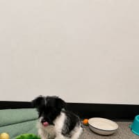 Photo of Basil